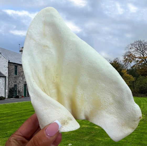 Pig Ears