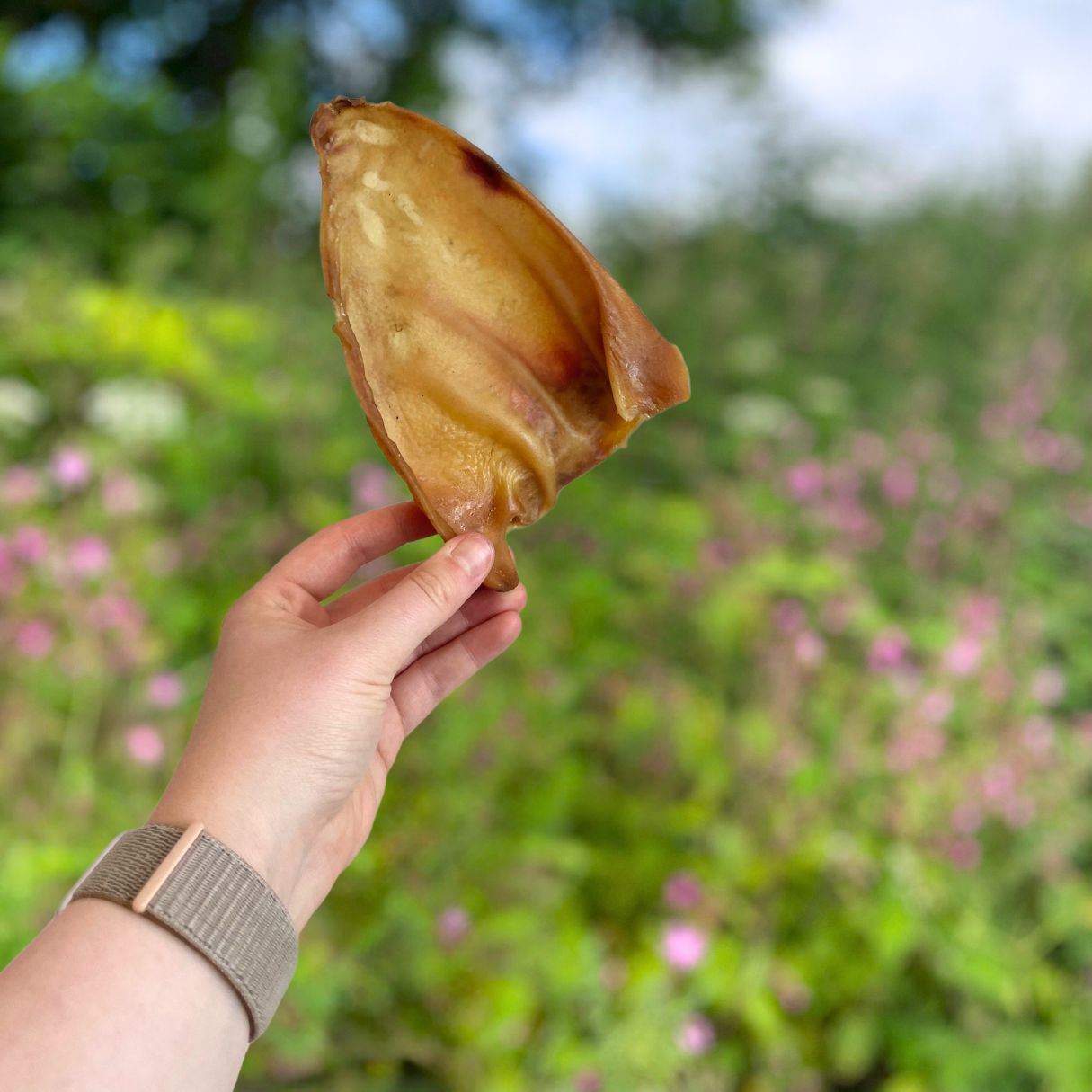 Pig Ears