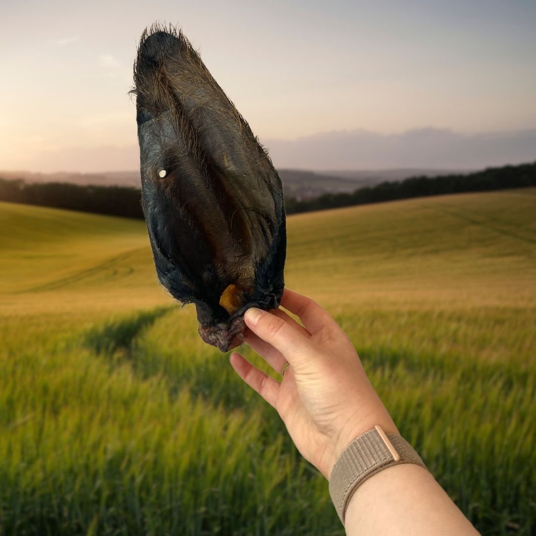 Buffalo Ears