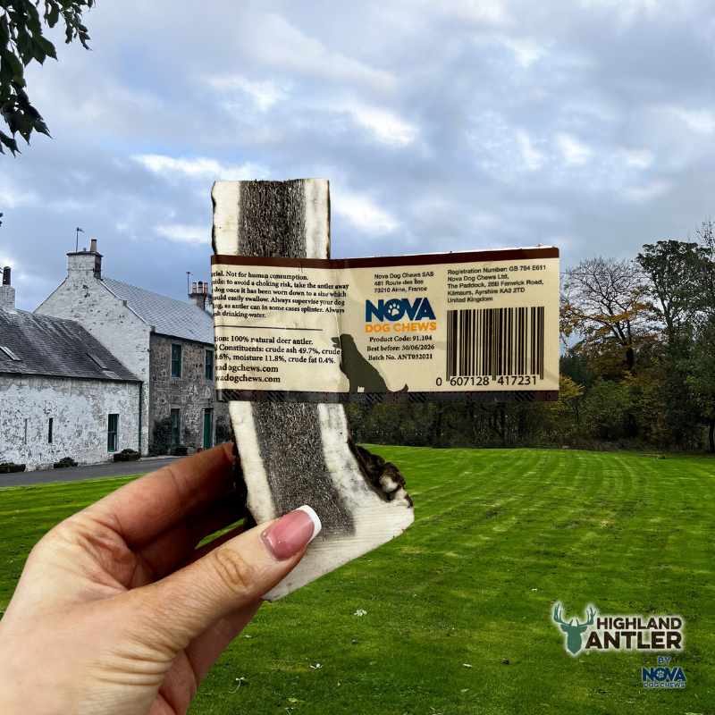 Antler - Split - Various Sizes