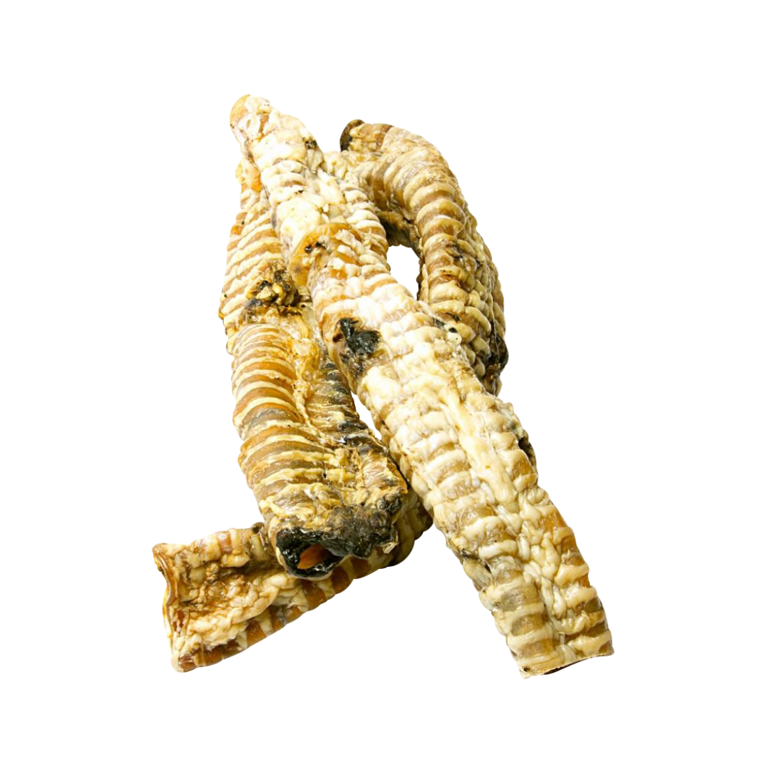 Trachea - Cut Gullet