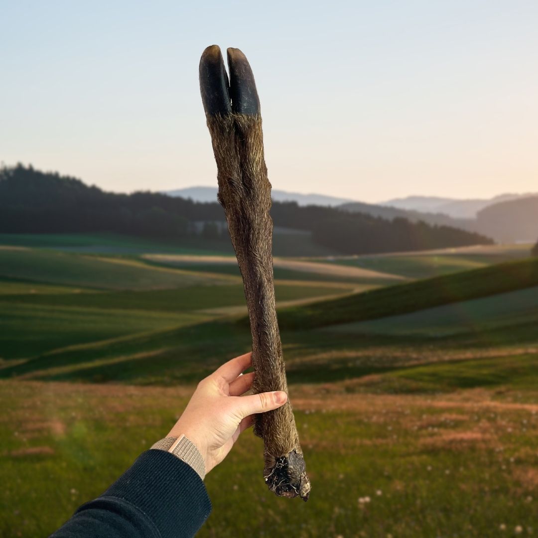 Venison (deer) Legs with fur
