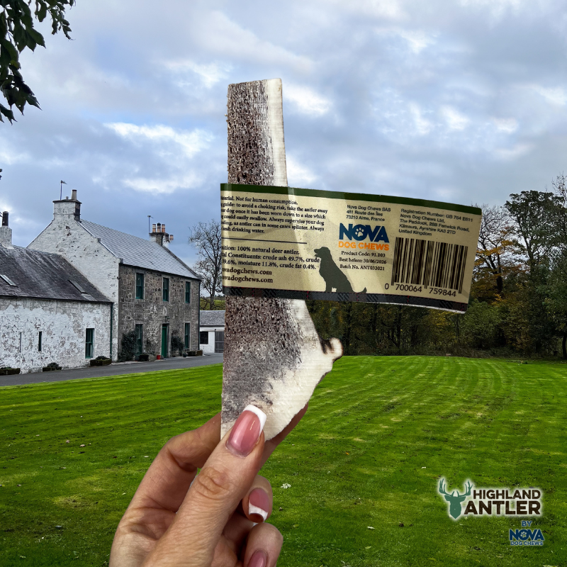 Antler - Split - Various Sizes