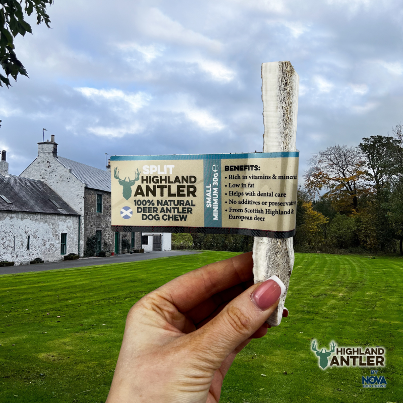 Antler - Split - Various Sizes
