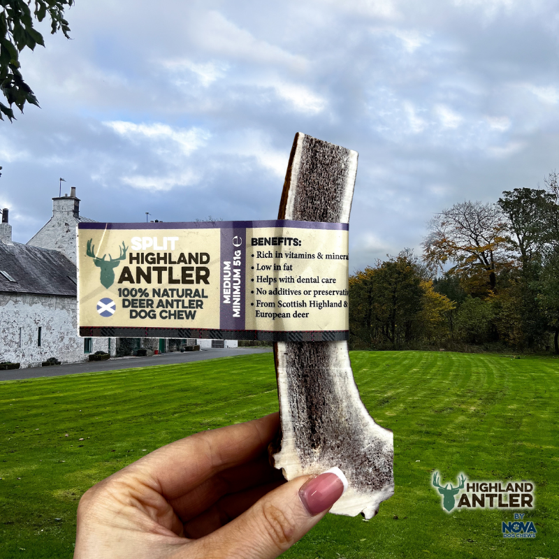 Antler - Split - Various Sizes